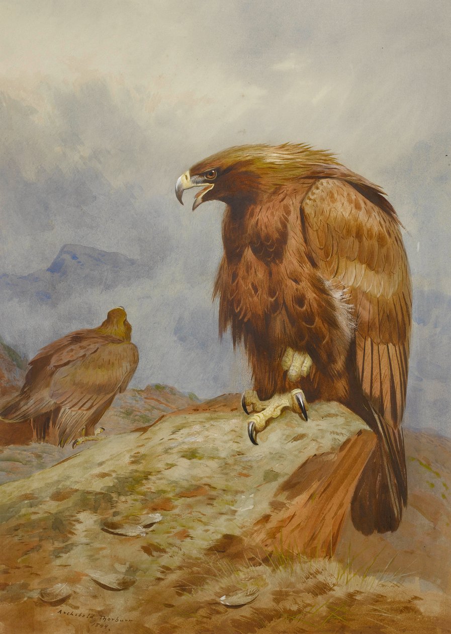 Et par kongeørne af Archibald Thorburn