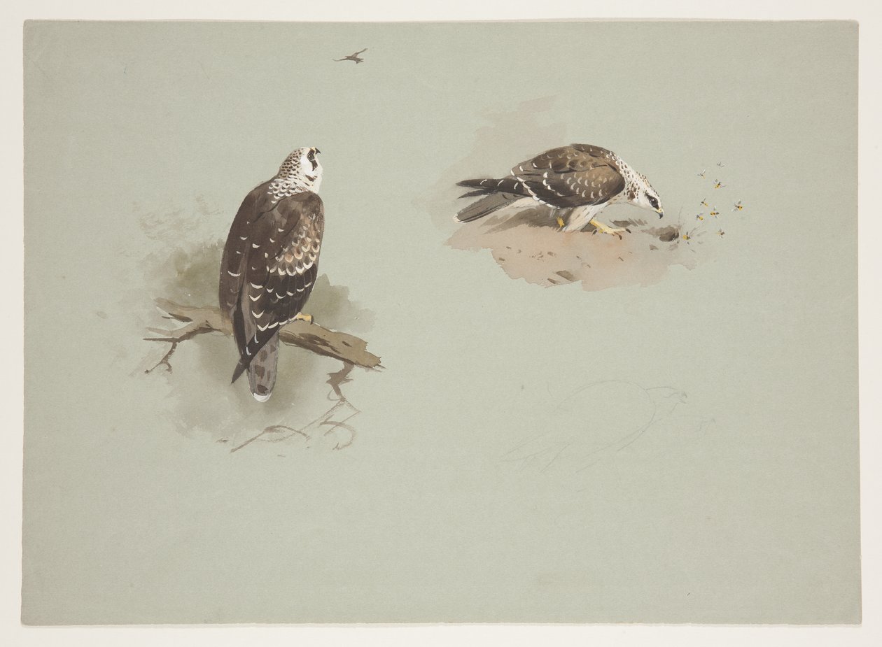 Bleg honningvåge, ca. 1915 (akvarel og kropsfarve over blyant på papir) af Archibald Thorburn