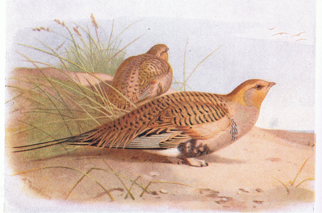 Pallass Sand Grouse, fra Birds of the British Isles and Their Eggs udgivet af Frederick Warne & Co Ltd, 1958 af Archibald Thorburn