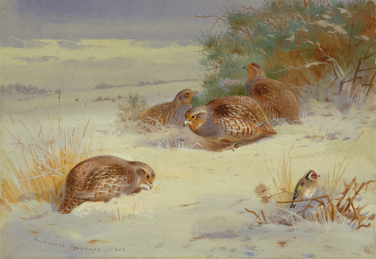  af Archibald Thorburn
