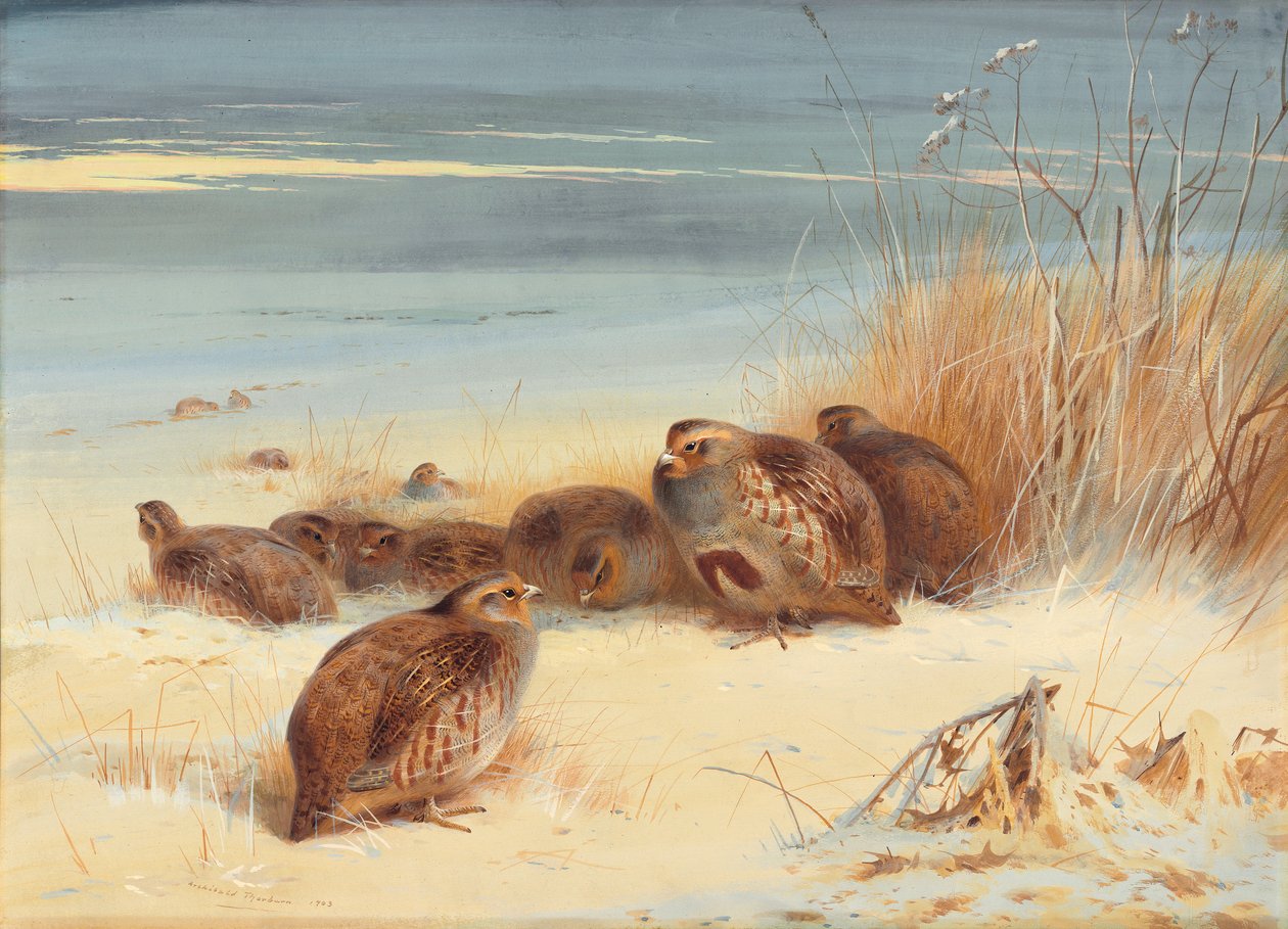 Agerhøne på en frostklar morgen af Archibald Thorburn
