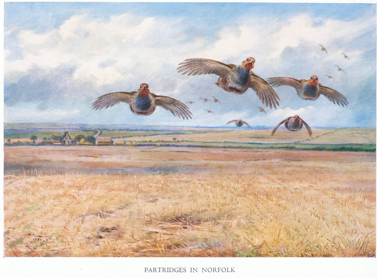 Stierne i Norfolk, 1938 af Archibald Thorburn
