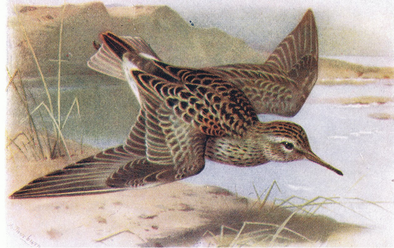 Pectoral Sandpiper, fra Birds of the British Isles and Their Eggs udgivet af Frederick Warne & Co Ltd, 1958 af Archibald Thorburn