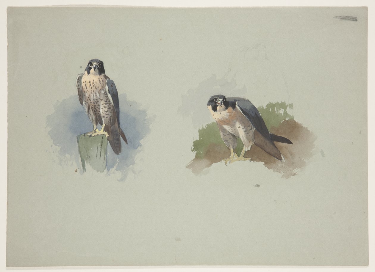 Vandrefalk han, ca. 1915 (akvarel & kropsfarve over blyant på papir) af Archibald Thorburn