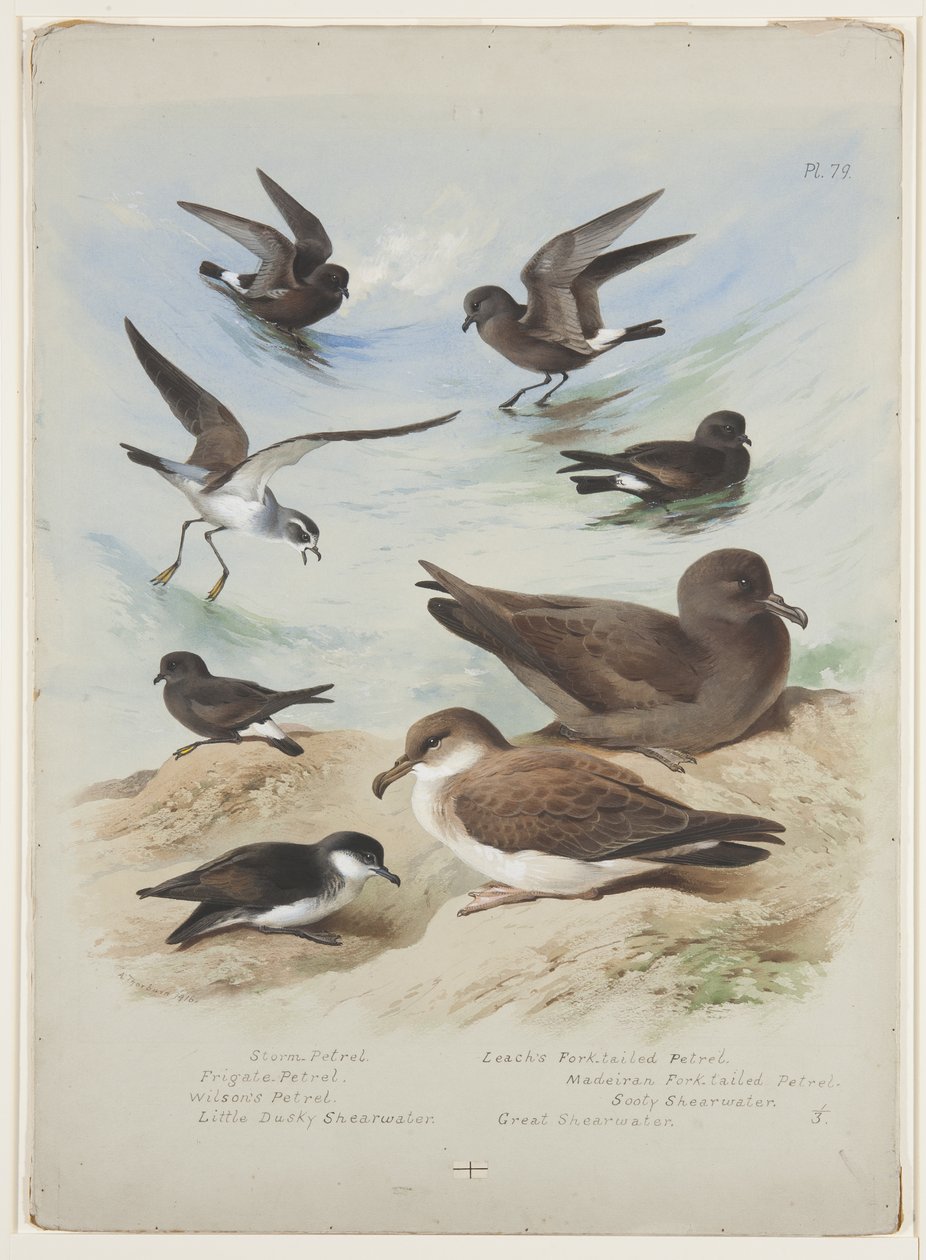 Petrels, ca. 1915 (akvarel & kropsfarve over blyant på papir) af Archibald Thorburn