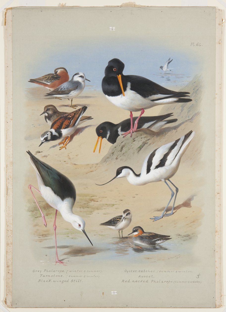 Phaleropes, østerscatcher, avocet, turnstone og stylte, ca. 1915 (akvarel & kropsfarve med gummi arabicum over blyant om bord) af Archibald Thorburn