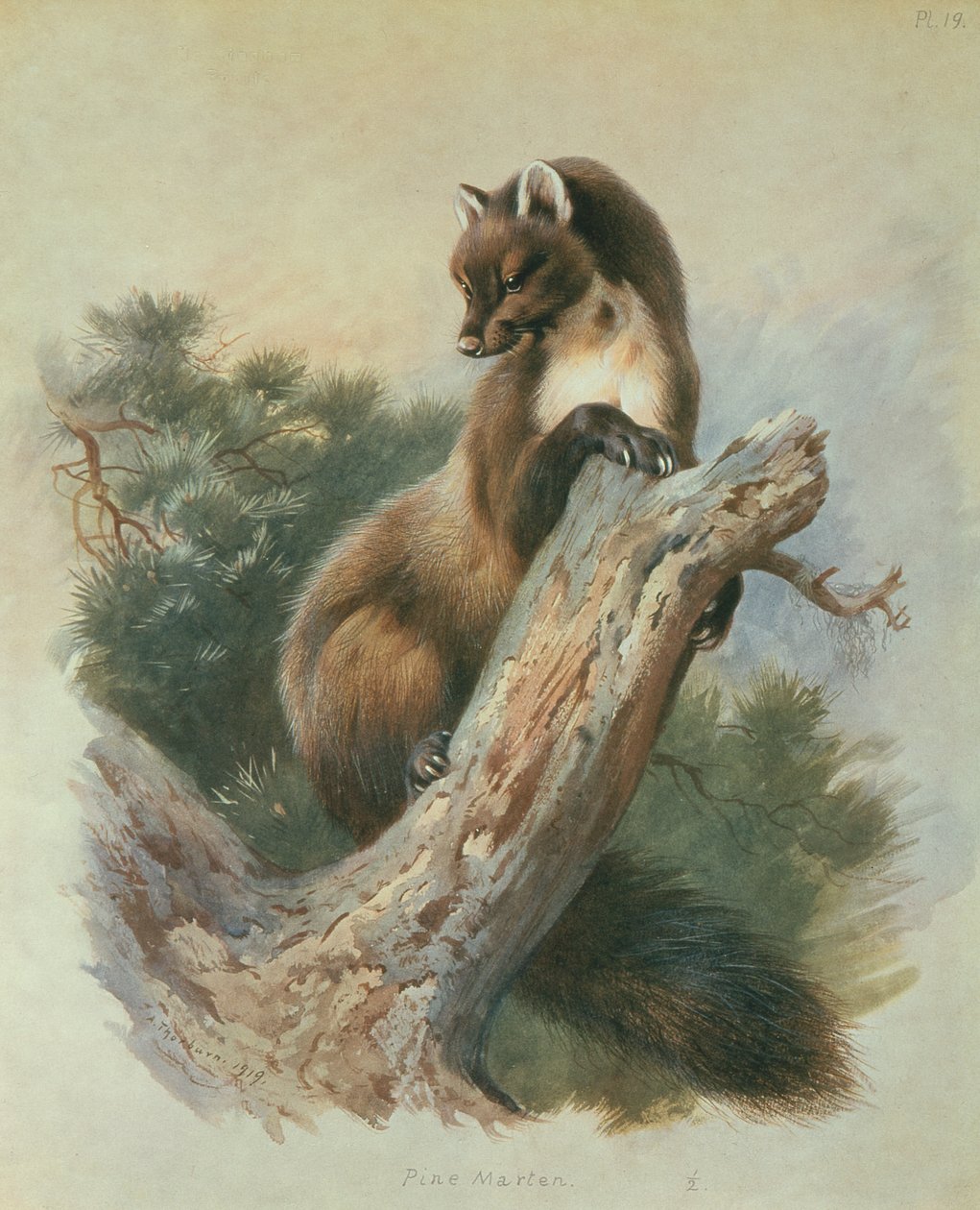Fyrre Mår af Archibald Thorburn