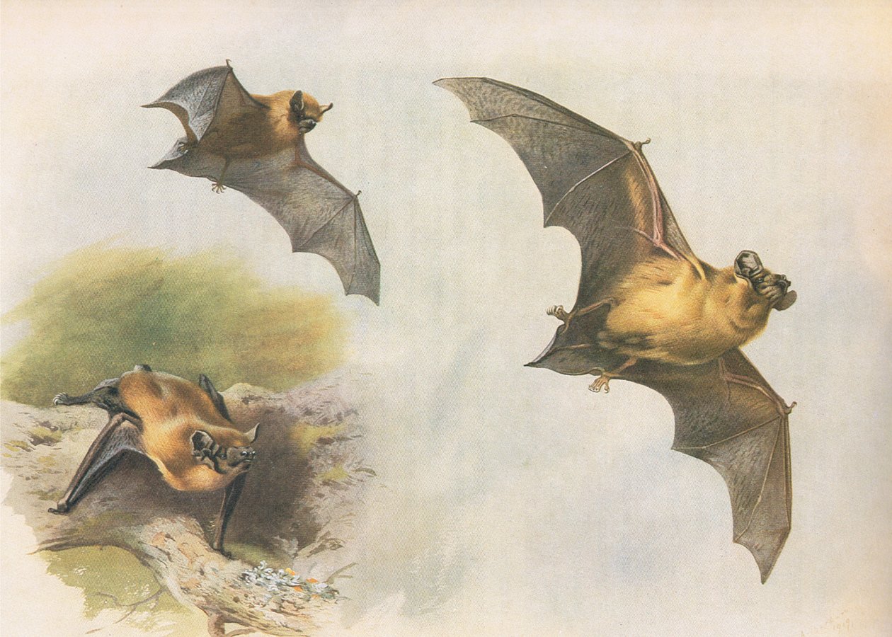 Pipistrelle eller almindelig flagermus, fra Thorburns Pattedyr udgivet af Longmans og Co, ca. 1920 af Archibald Thorburn