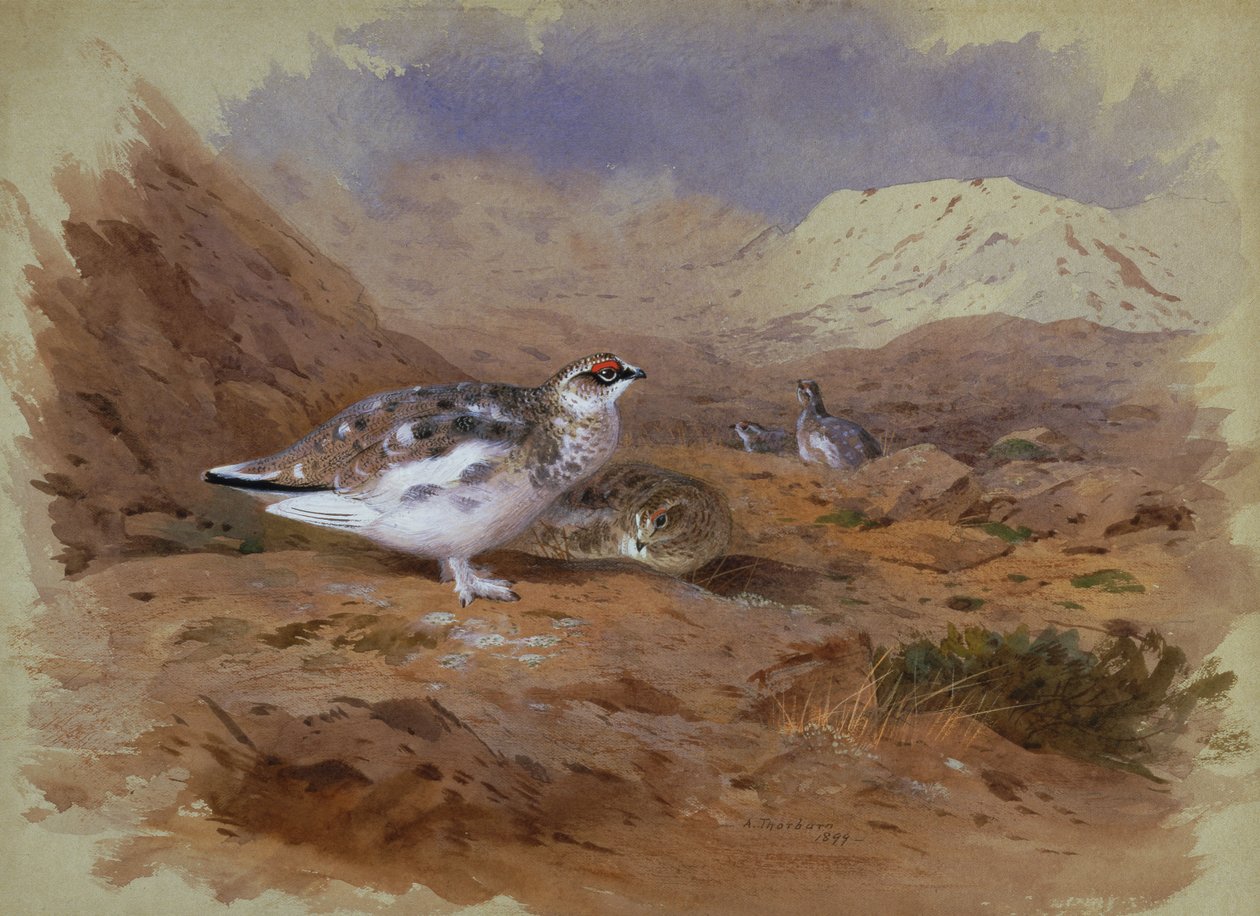 Rype i et højlandslandskab (akvarel) af Archibald Thorburn