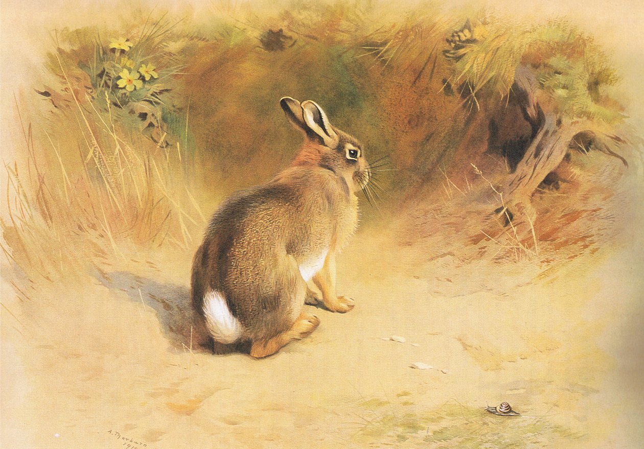 Kanin, fra Thorburns Mammals udgivet af Longmans og Co, ca. 1920 af Archibald Thorburn
