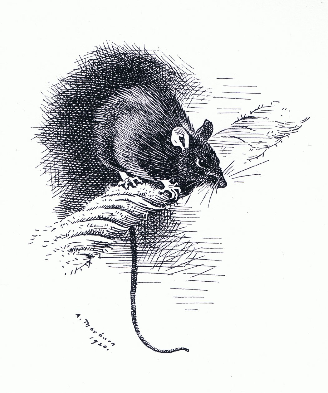 Rotte, pub. af Book Club Associates af Archibald Thorburn