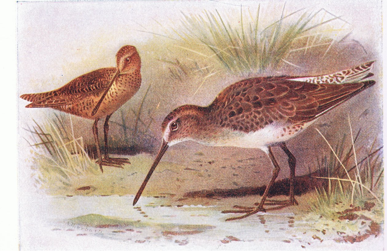 Red Breasted Snipe, fra Birds of the British Isles and Their Eggs udgivet af Frederick Warne & Co Ltd, 1958 af Archibald Thorburn