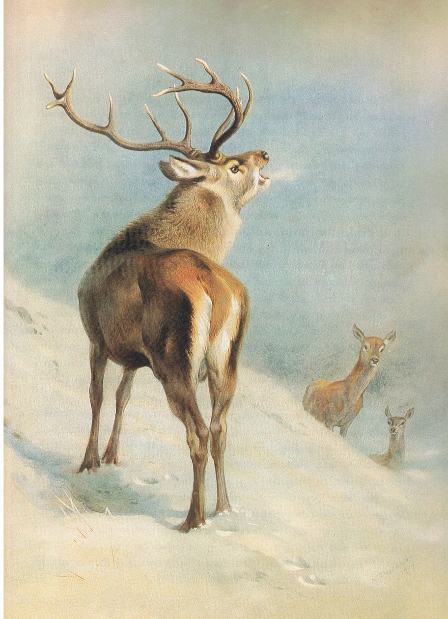 Red Deer, fra Thorburn
