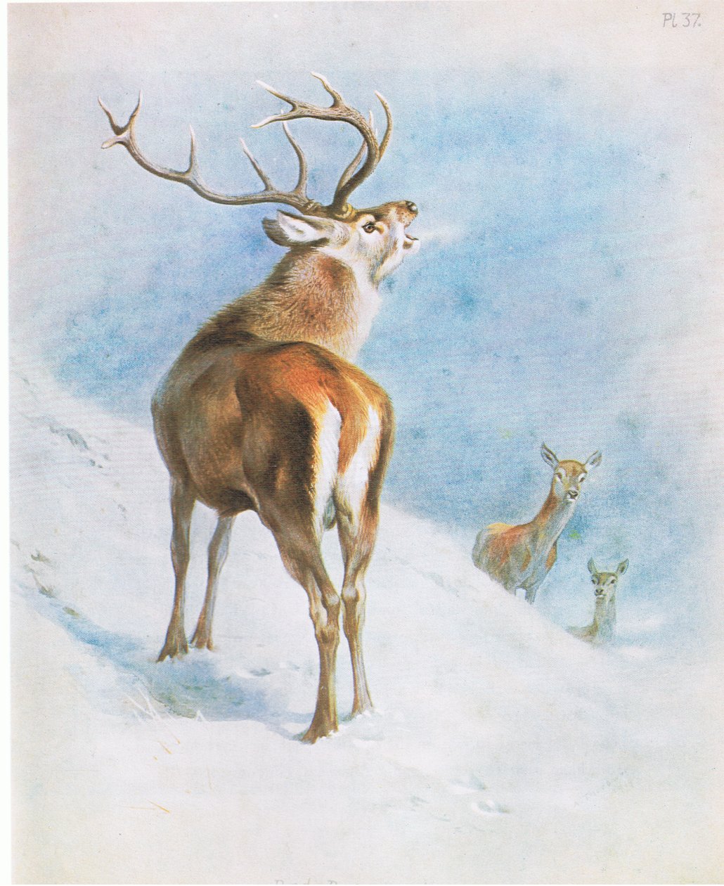 Rødhjort, værtshus. af Book Club Associates af Archibald Thorburn