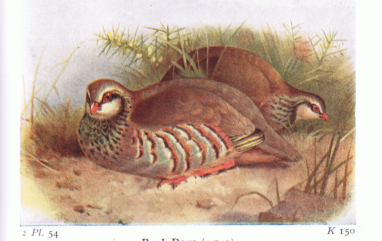 Red Legged Agerhøne, fra Birds of the British Isles and Their Eggs udgivet af Frederick Warne & Co Ltd, 1958 af Archibald Thorburn