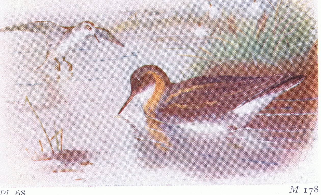 Red Necked Phalarope (sommer og efterår), fra Birds of the British Isles and Their Eggs udgivet af Frederick Warne & Co Ltd, 1958 af Archibald Thorburn