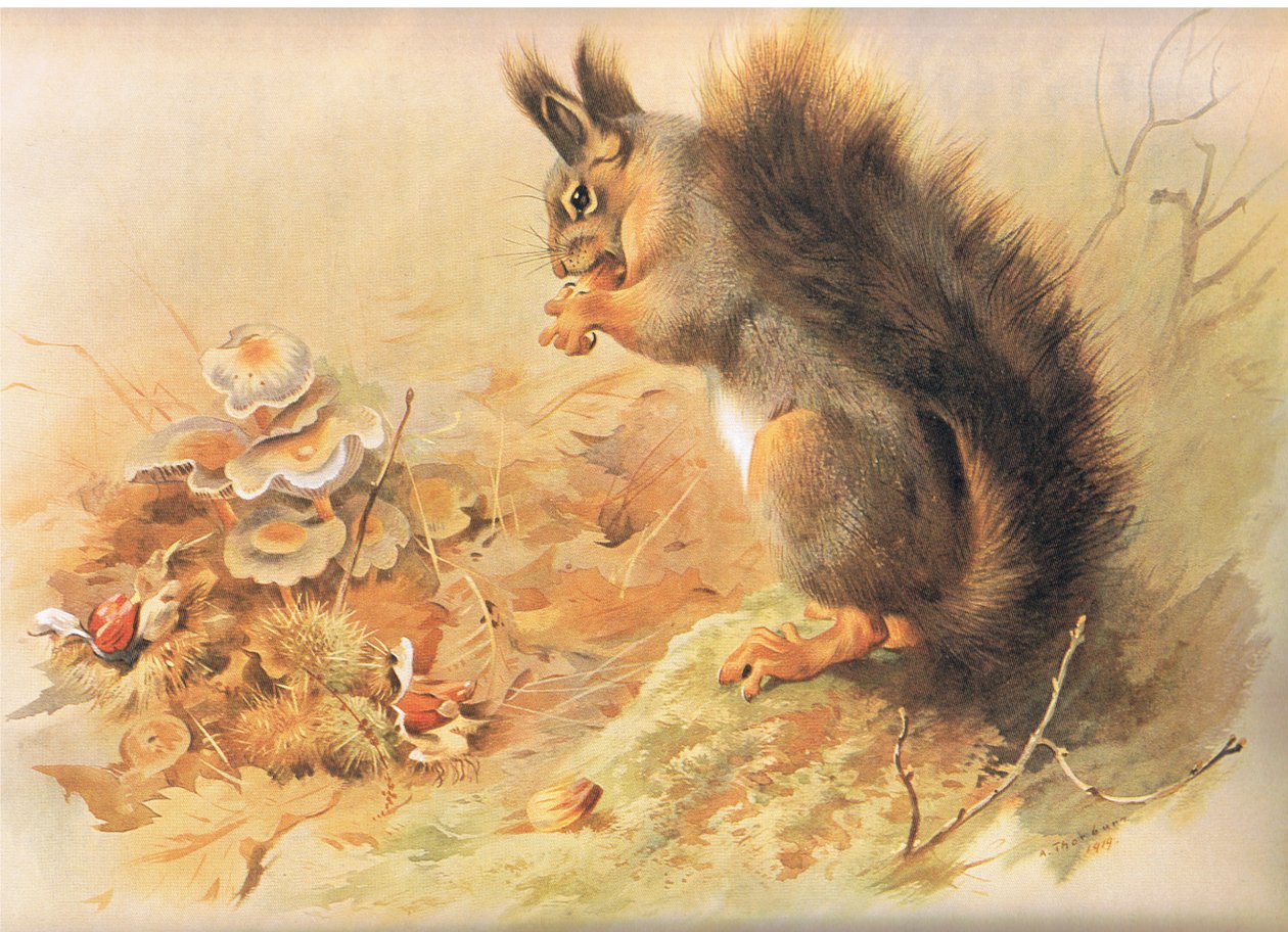 Red Squirrel, fra Thorburn
