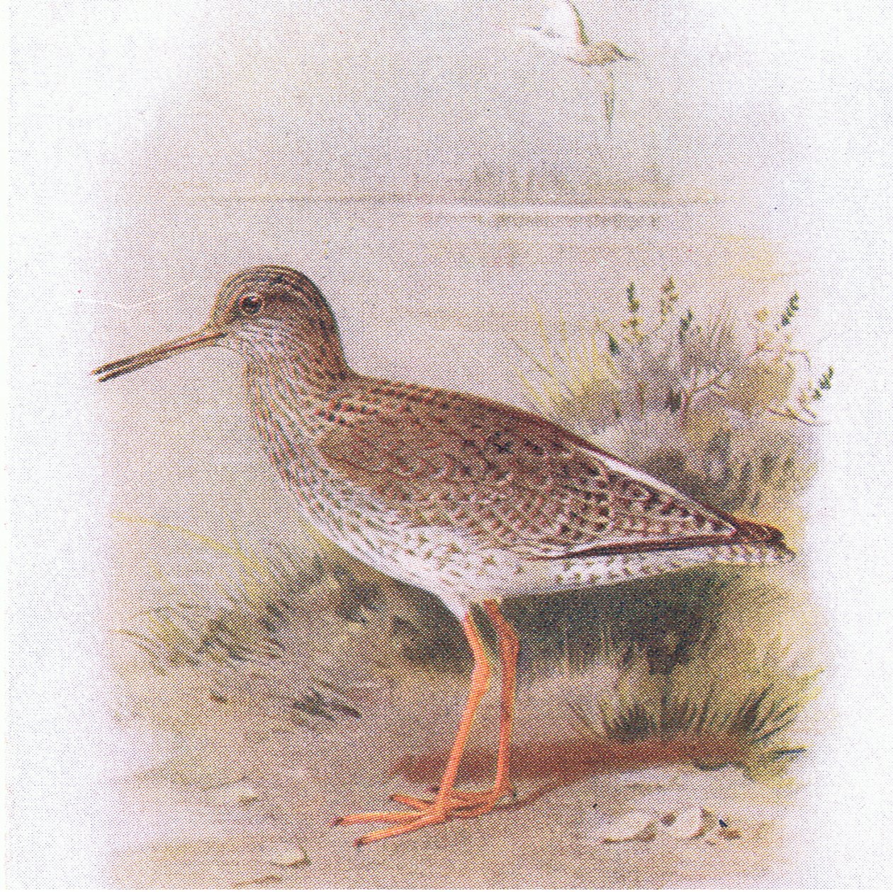 Rødstjert, fra Birds of the British Isles and Their Eggs udgivet af Frederick Warne & Co Ltd, 1958 af Archibald Thorburn