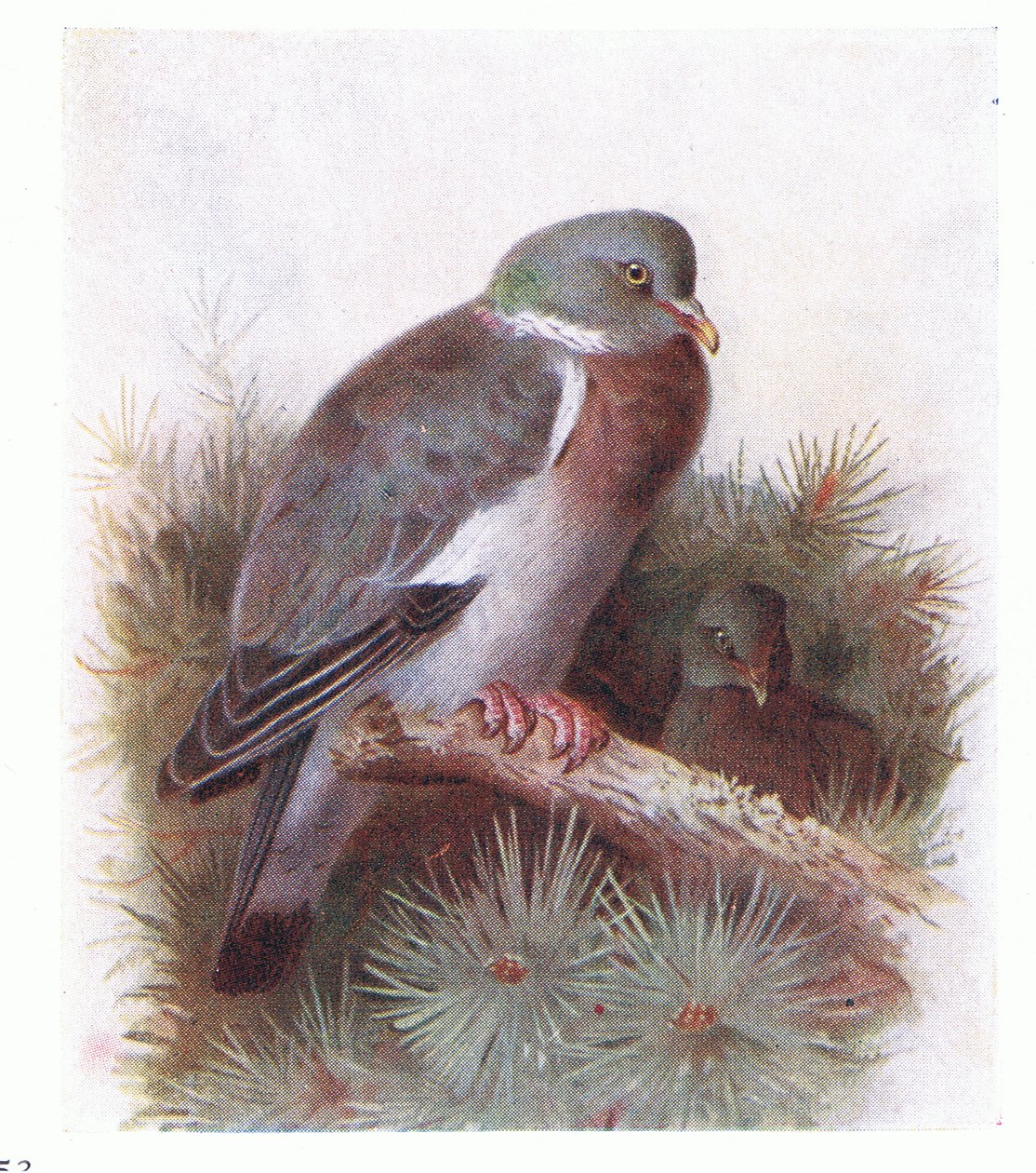 Ringdue, fra Birds of the British Isles and Their Eggs udgivet af Frederick Warne & Co Ltd, 1958 af Archibald Thorburn