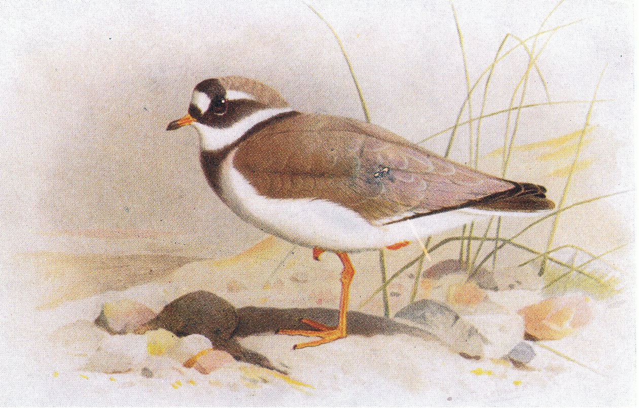 Ringed Plover, fra Birds of the British Isles and Their Eggs udgivet af Frederick Warne & Co Ltd, 1958 af Archibald Thorburn