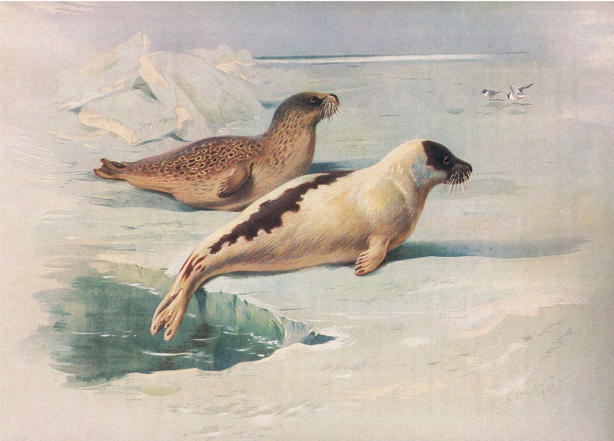 Ringsæl og grønlandssæl, fra Thorburns Pattedyr udgivet af Longmans og Co, ca. 1920 af Archibald Thorburn