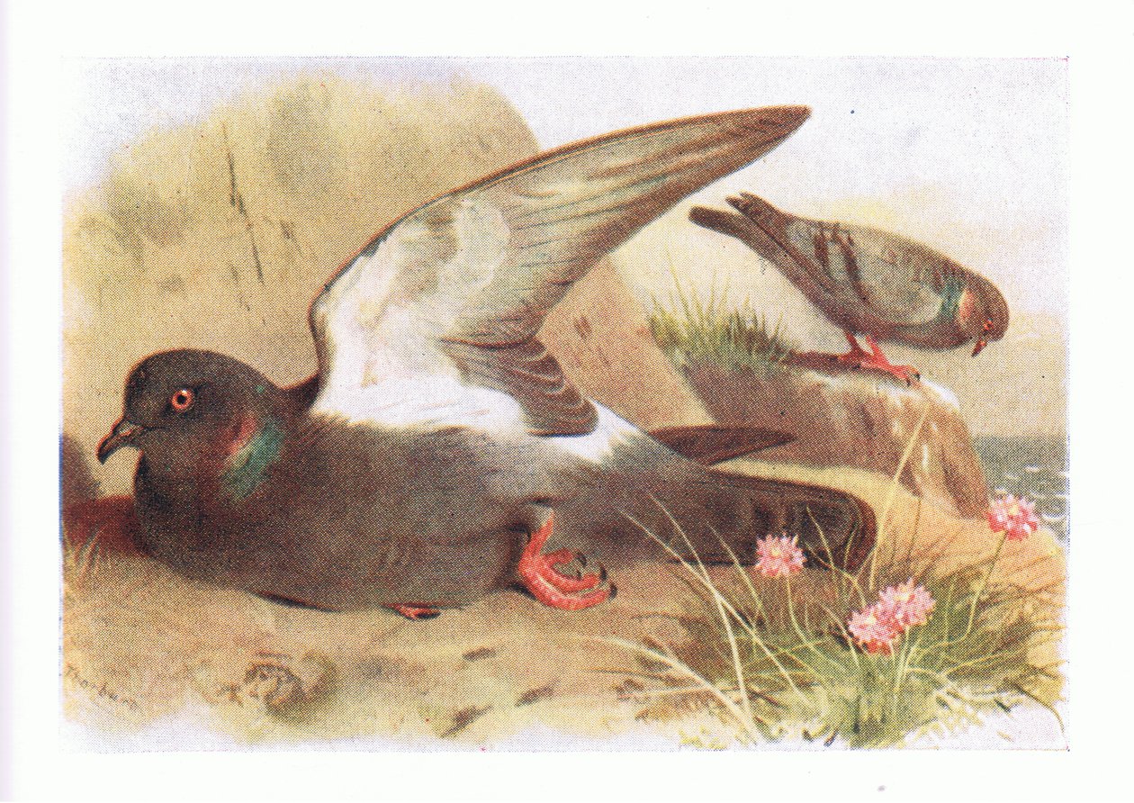 Rock Dove, fra Birds of the British Isles and Their Eggs udgivet af Frederick Warne & Co Ltd, 1958 af Archibald Thorburn
