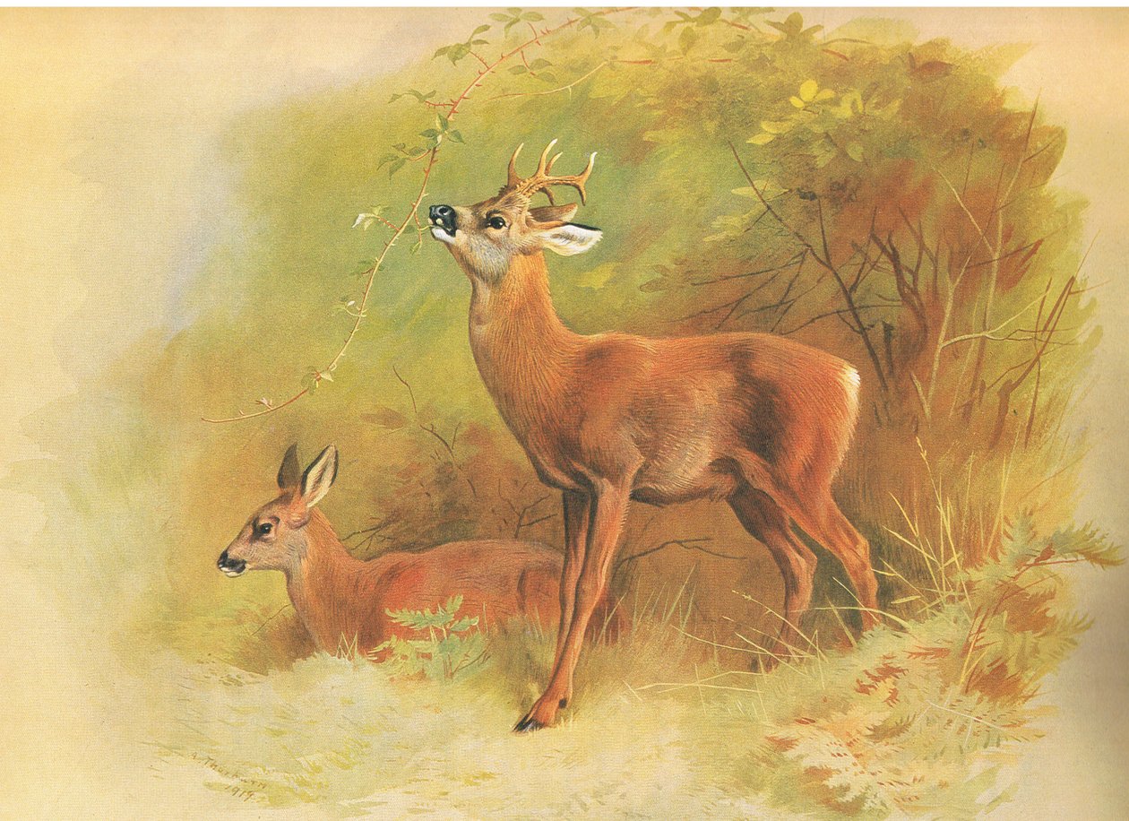 Roe Deer, fra thorburns Pattedyr udgivet af Longmans og Co, ca. 1920 af Archibald Thorburn