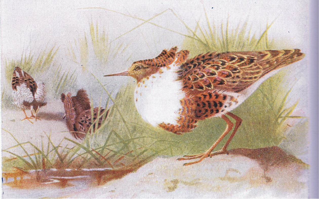 Ruffs and Reeves, fra Birds of the British Isles and Their Eggs udgivet af Frederick Warne & Co Ltd, 1958 af Archibald Thorburn