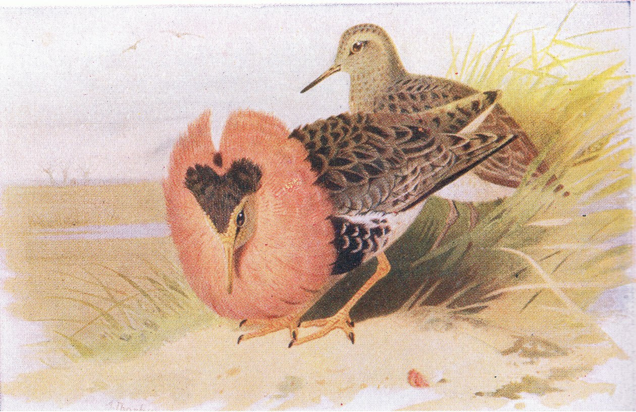 Ruffs and Reeves, fra Birds of the British Isles and Their Eggs udgivet af Frederick Warne & Co Ltd, 1958 af Archibald Thorburn