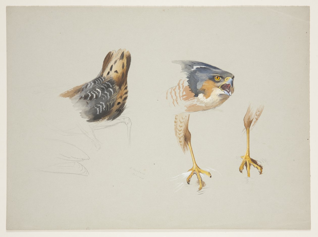 Rump af vadefugl og hoved og ben af spurvehøg, ca. 1915 (akvarel & kropsfarve over blyant på papir) af Archibald Thorburn