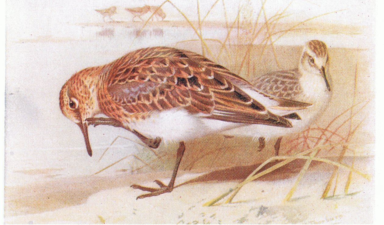 Sanderling, fra Birds of the British Isles and Their Eggs udgivet af Frederick Warne & Co Ltd, 1958 af Archibald Thorburn