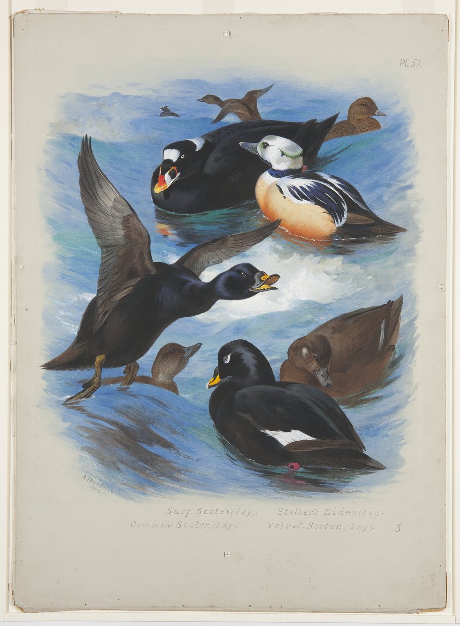 Scoters and Stellers edderfugl, ca. 1915 (akvarel & kropsfarve over blyant på papir) af Archibald Thorburn