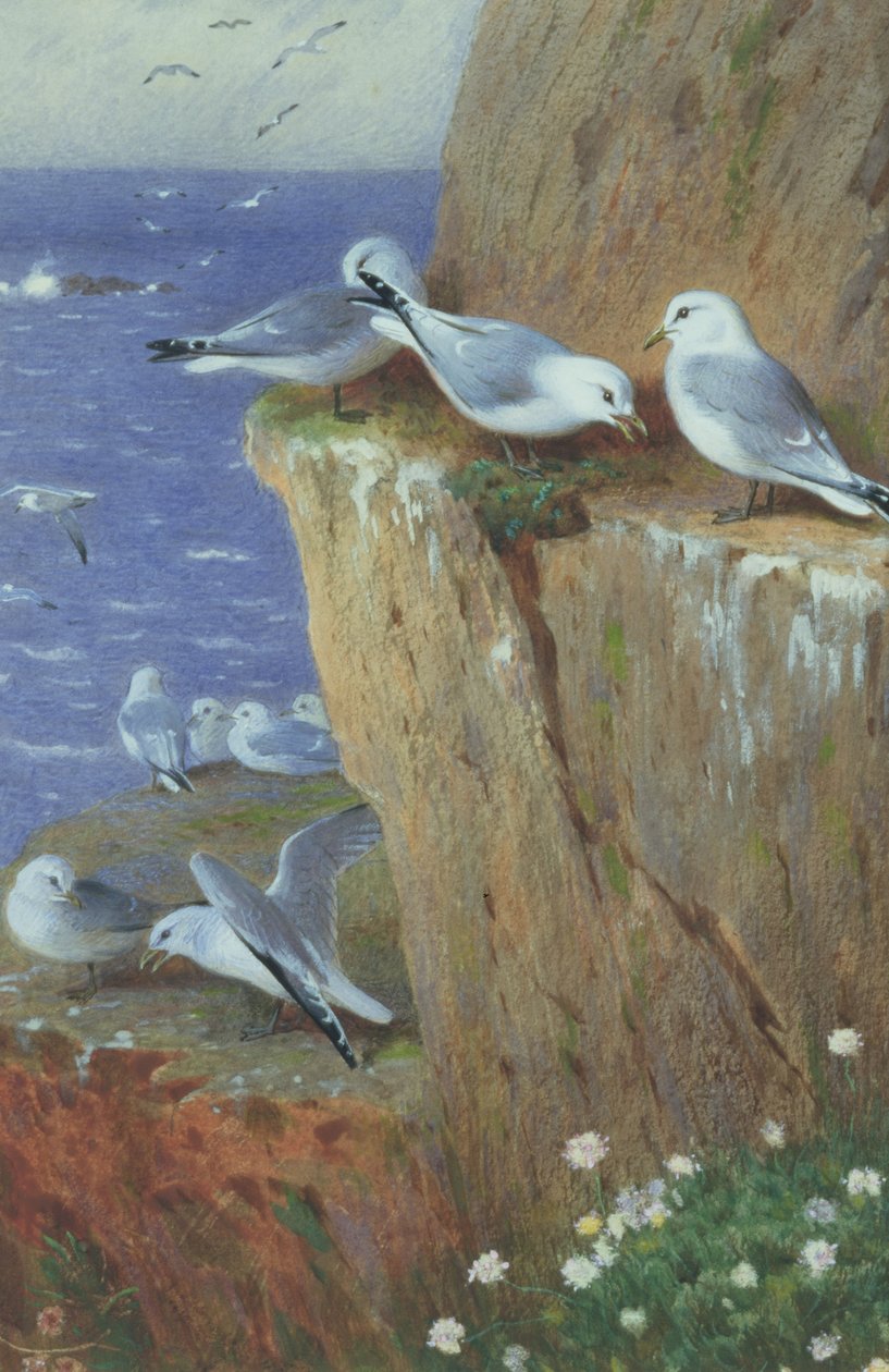 Måger af Archibald Thorburn