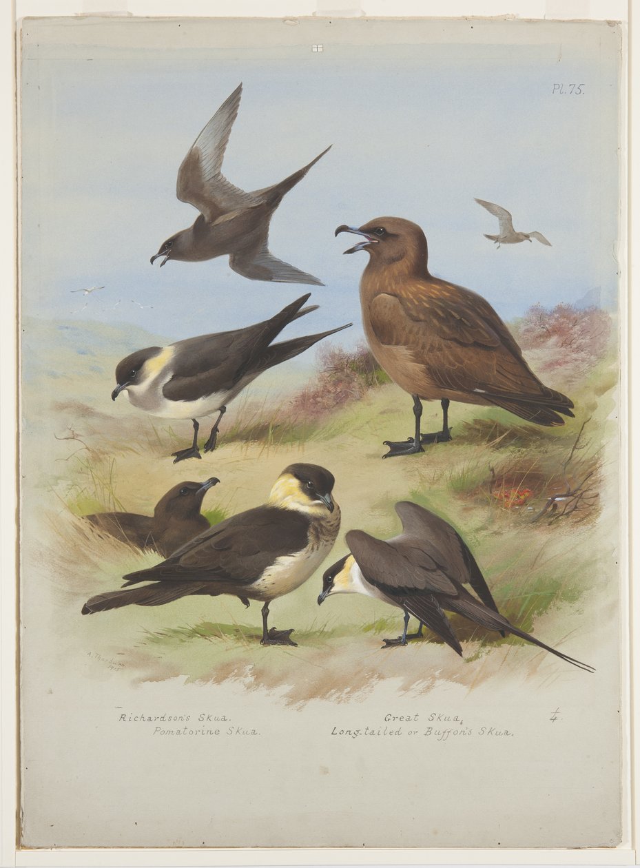 Skuas, ca. 1915 (akvarel & kropsfarve over blyant på papir) af Archibald Thorburn