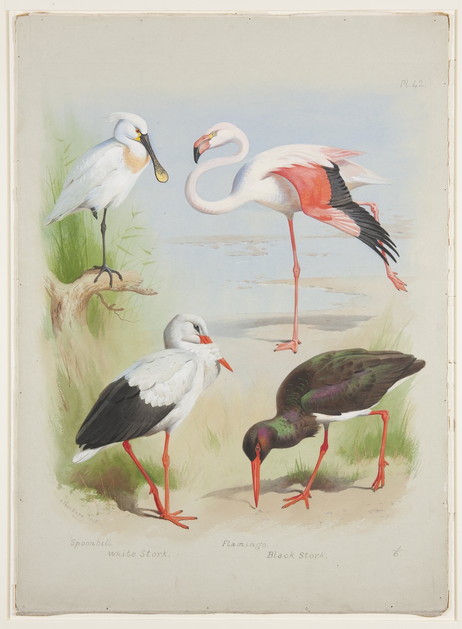 Skestork, flamingo og storke, ca. 1915 (akvarel & kropsfarve over blyant på papir) af Archibald Thorburn