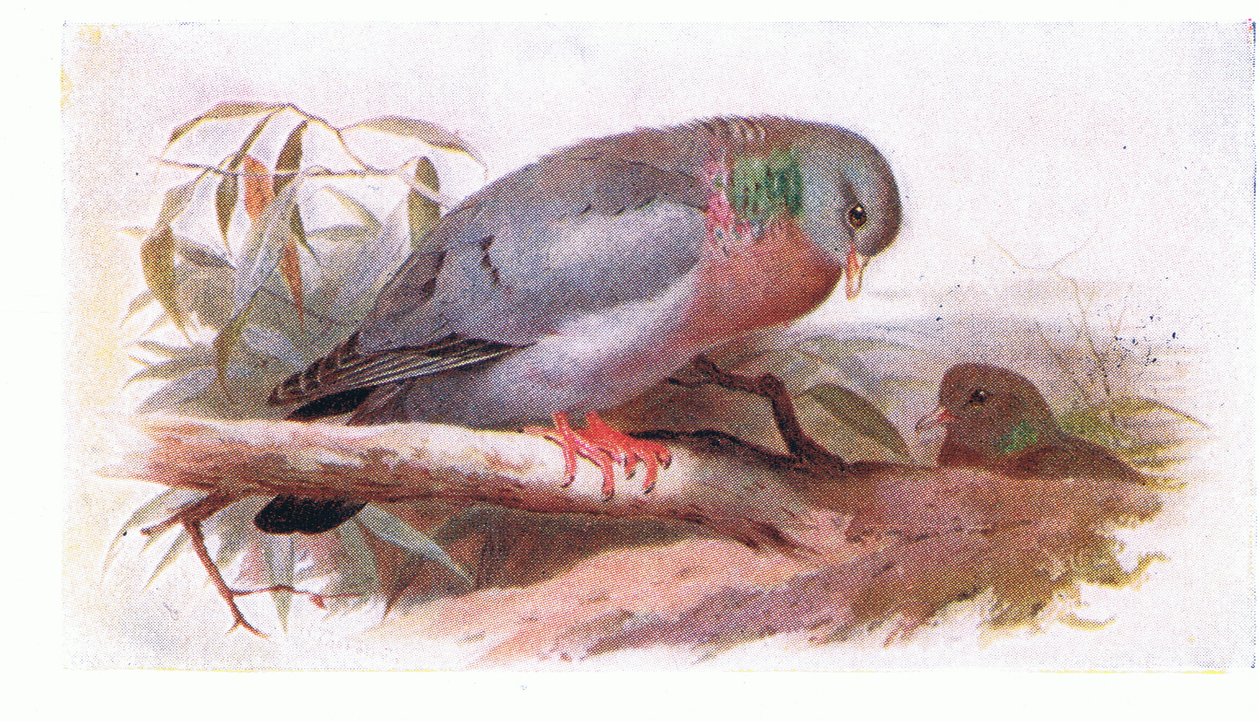 Stock Dove, fra Birds of the British Isles and Their Eggs udgivet af Frederick Warne & Co Ltd, 1958 af Archibald Thorburn