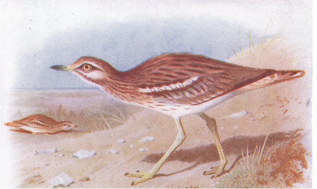 Stone Curlew, fra Birds of the British Isles and Their Eggs udgivet af Frederick Warne & Co Ltd, 1958 af Archibald Thorburn
