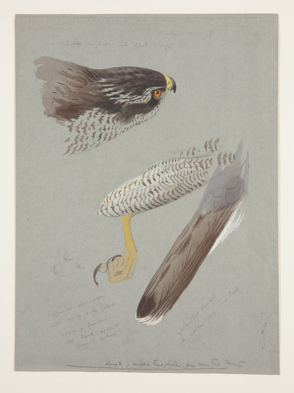Undersøgelser af hoved, fod og vinge på hanhøge, ca. 1915 (akvarel & kropsfarve over blyant på papir) af Archibald Thorburn