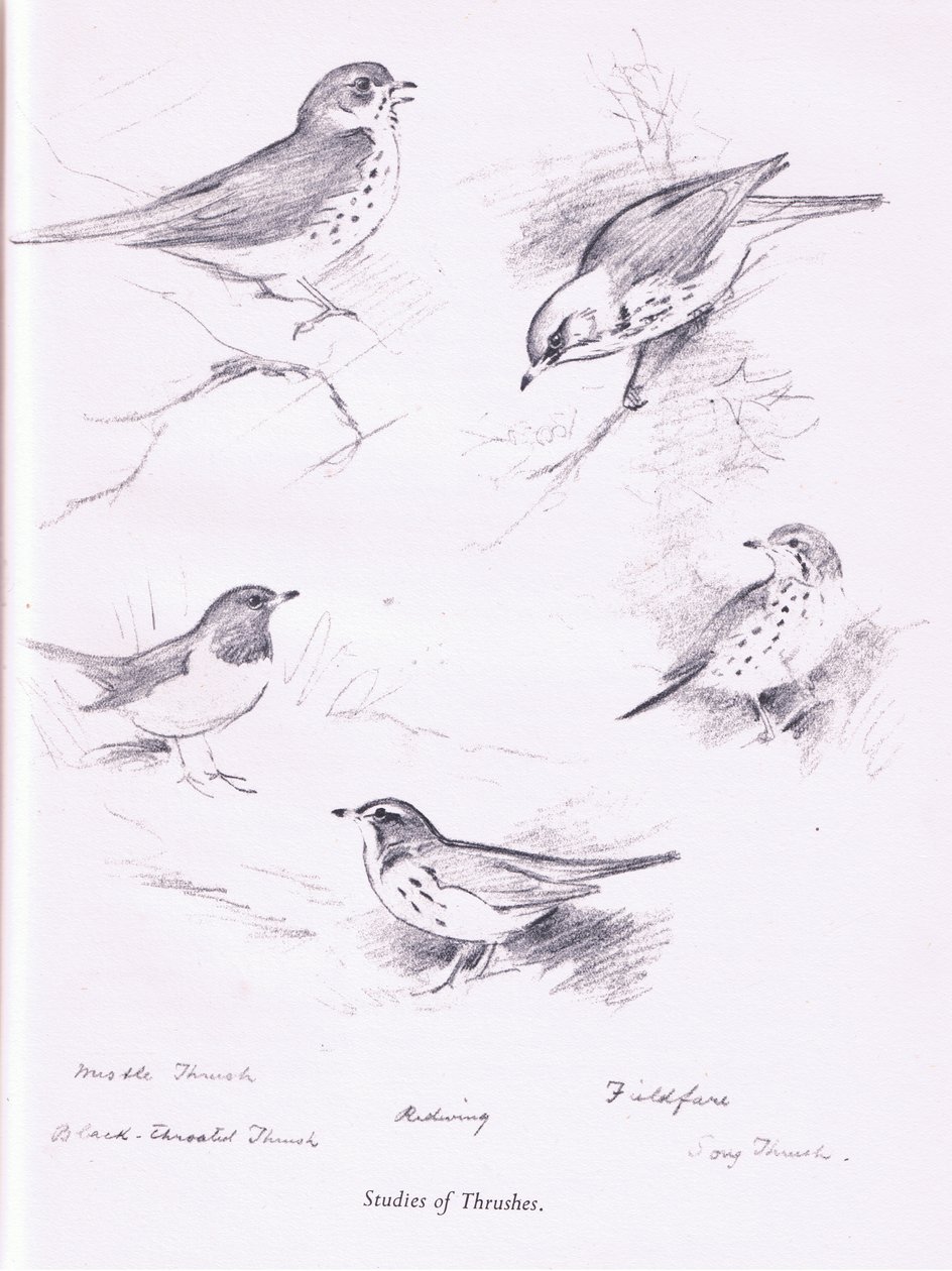 Studie af drosler, 1938 af Archibald Thorburn