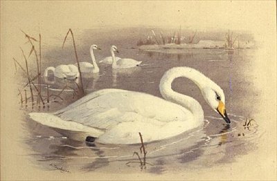 Svaner på vand af Archibald Thorburn