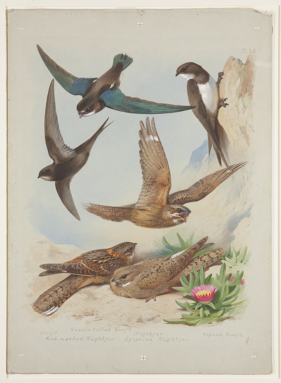 Swift, ca. 1915 (akvarel og kropsfarve over blyant på papir) af Archibald Thorburn