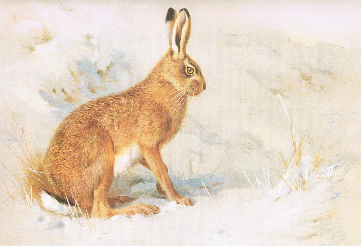 The Common Hare, fra Thorburns Pattedyr udgivet af Longmans og Co, ca. 1920 af Archibald Thorburn