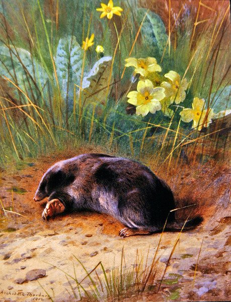 Den almindelige muldvarp af Archibald Thorburn