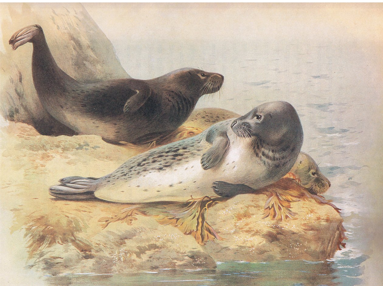 The Grey Seal, fra Thorburns Pattedyr udgivet af Longmans og Co, ca. 1920 af Archibald Thorburn