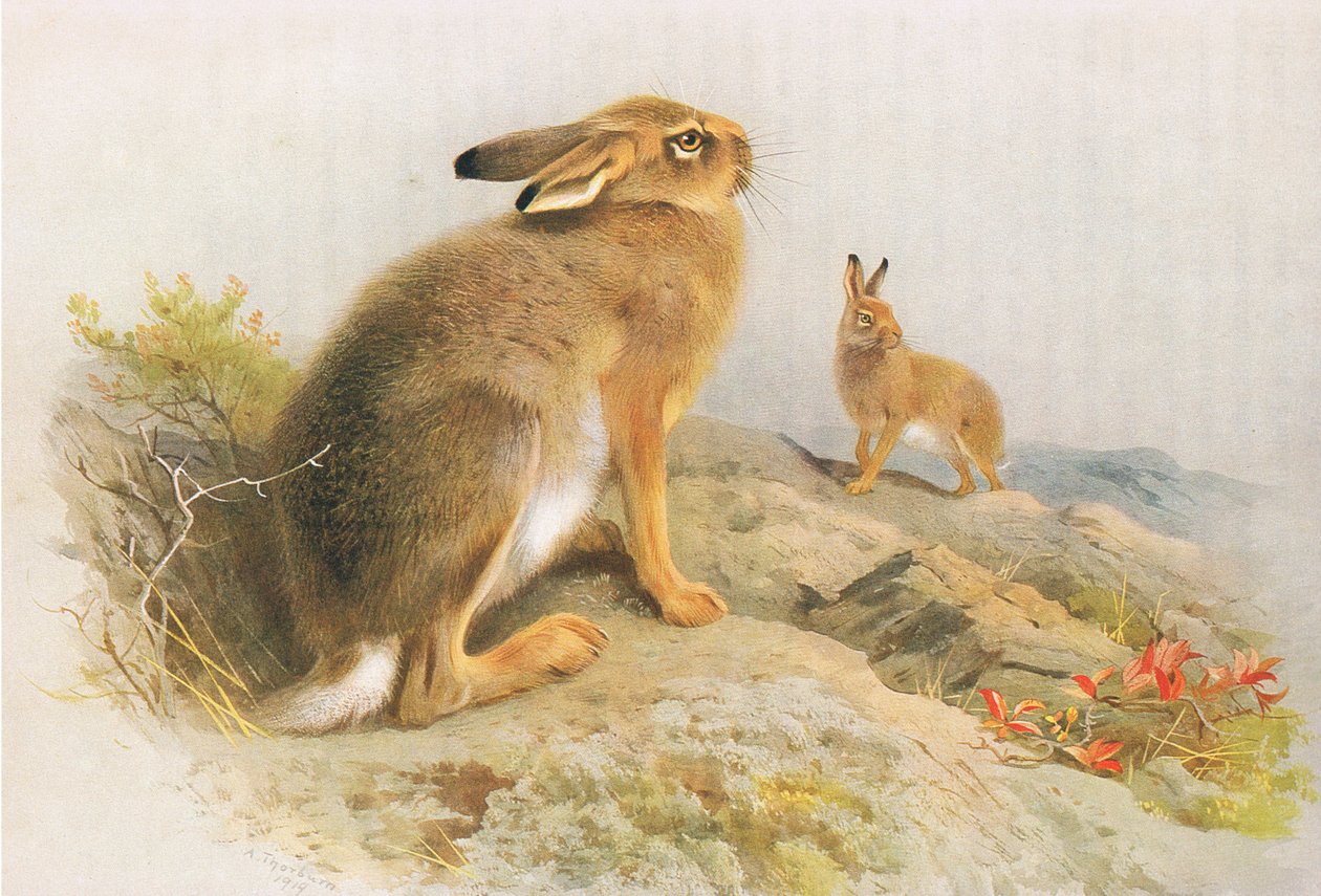 The Mountain Hare and the Irish Hare om efteråret, fra Thorburns Pattedyr udgivet af Longmans og Co, ca. 1920 af Archibald Thorburn