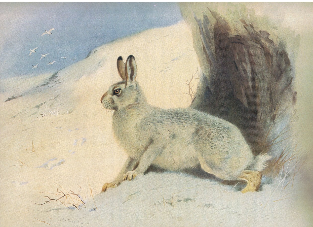 The Mountain Hare in winter, fra Thorburns Pattedyr udgivet af Longmans og Co, ca. 1920 af Archibald Thorburn