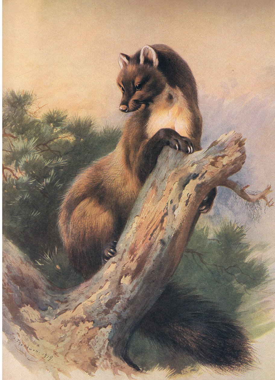 The Pine Marten, fra Thorburns Pattedyr udgivet af Longmans og Co, ca. 1920 af Archibald Thorburn