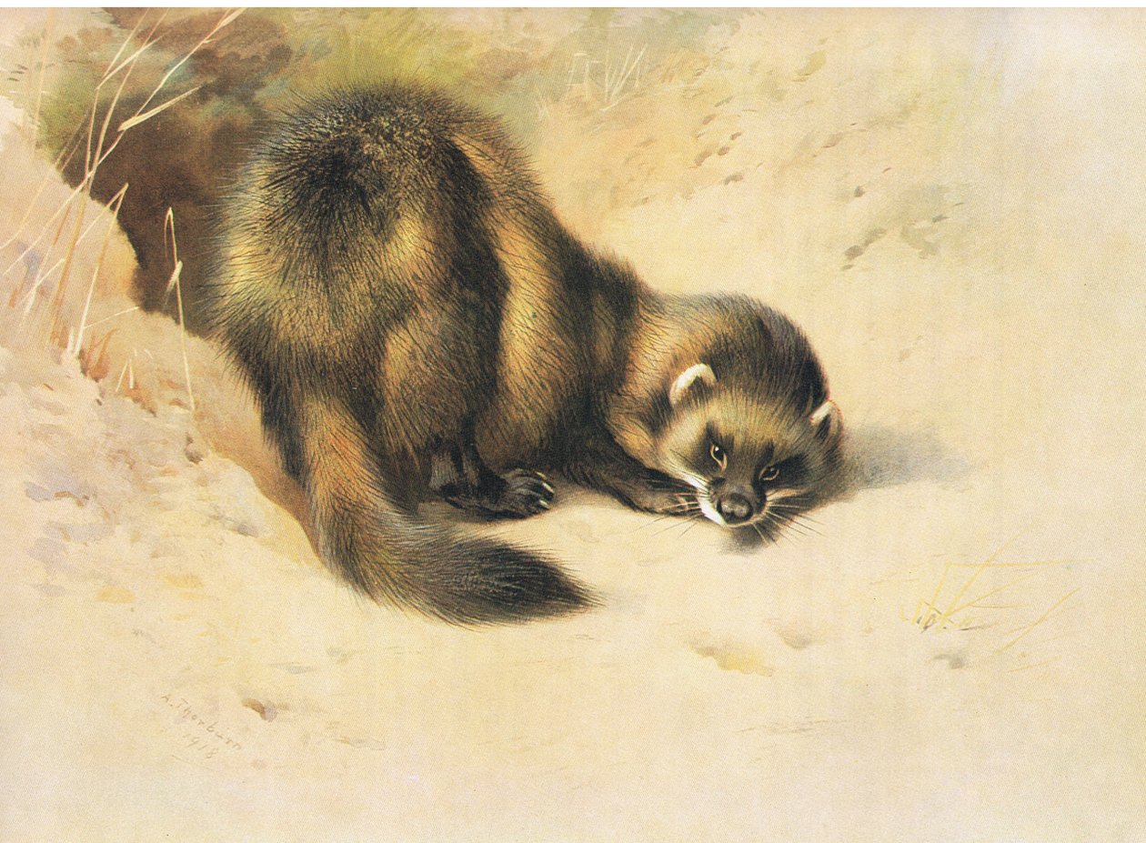 The Polecat, fra Thorburn