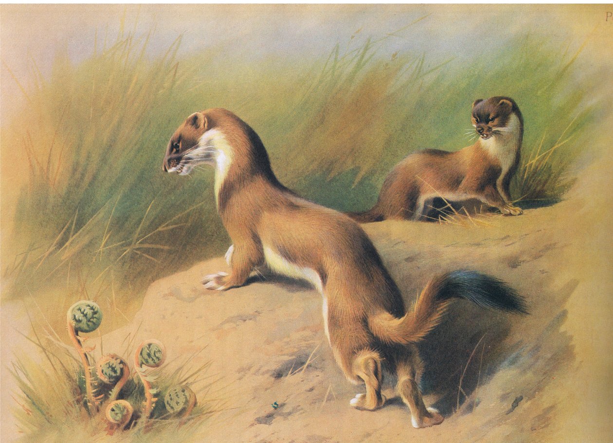 The Stoat, fra Thorburns Pattedyr udgivet af Longmans og Co, ca. 1920 af Archibald Thorburn