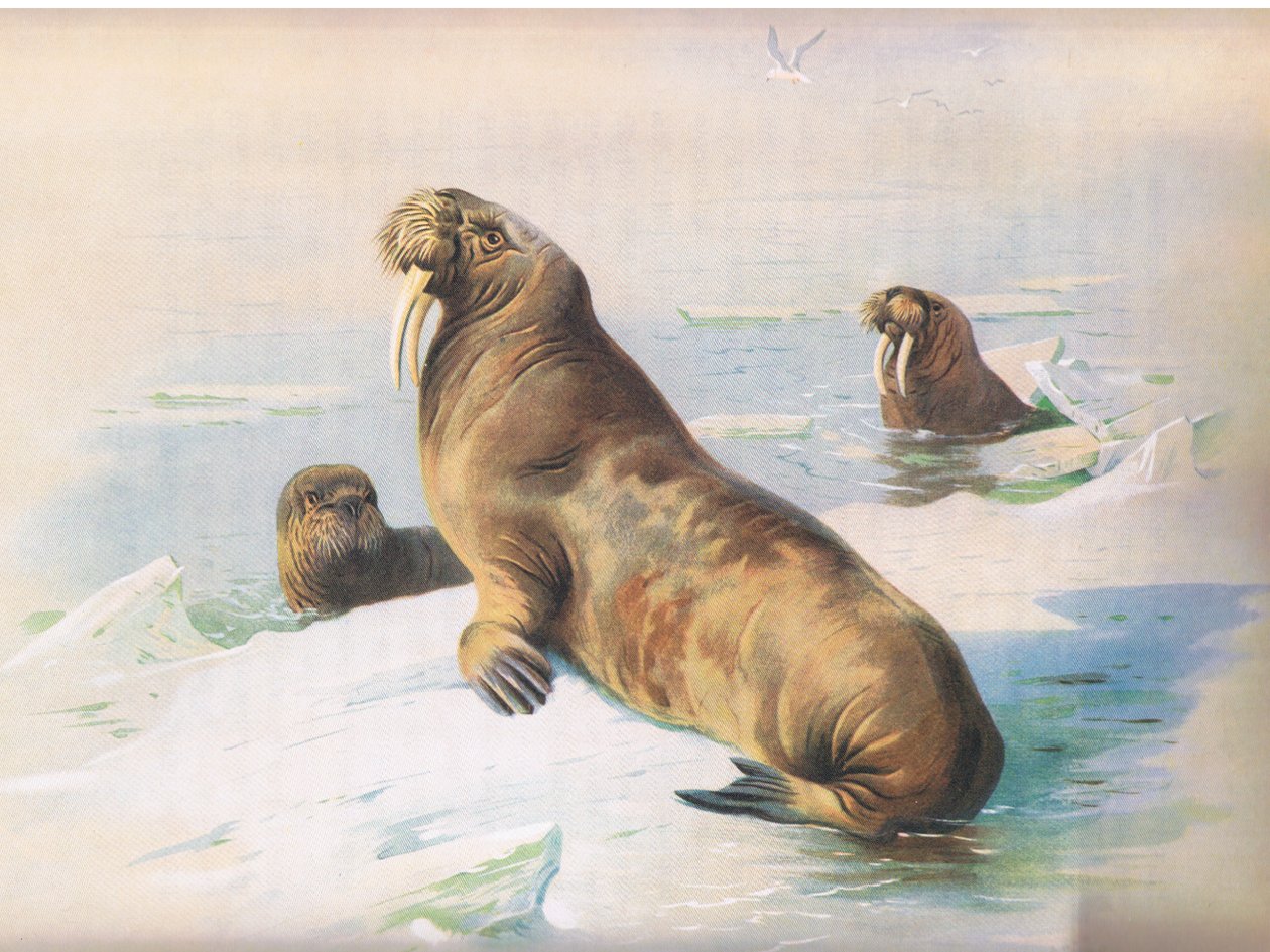 The Walrus, fra Thorburns Pattedyr udgivet af Longmans og Co, ca. 1920 af Archibald Thorburn
